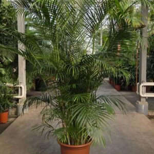 Chrysalidocarpus Dypsis lutescens (Areca)
(1 Plants/Order)(50cmP 300cmH)