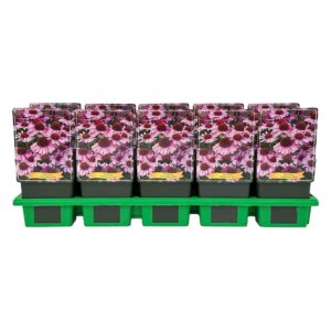 Echinacea other Meditation Pink' P11
(10 Plants/Order)(11cmP 25cmH)