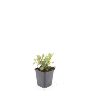 Ceratostigma plumbaginoides
(12 Plants/Order)(9cmP 5cmH)