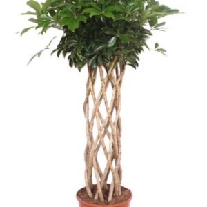 Schefflera Compacta arboricola
(1 Plants/Order)(30cmP 150cmH)