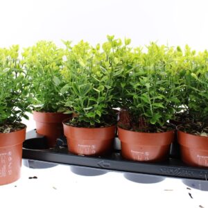 Euonymus fortunei Emerald n Gold
(8 Plants/Order)(13cmP 30cmH)