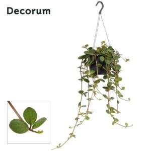 Peperomia Hope Peperomia tetraphylla 'Hope'
(6 Plants/Order)(17cmP 35cmH)