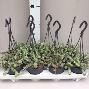 Crassula marnieriana hottentot special mini hang 12
(6 Plants/Order)(12cmP 35cmH)