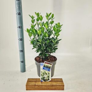 Euonymus japonicus Himalaya ('Lankveld06'PBR)
(1 Plants/Order)(19cmP 50cmH)