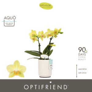 Phalaenopsis Multiflora Optifriend Vayenne 2 spike in Molise White Aquo
(6 Plants/Order)(7cmP 25cmH)
