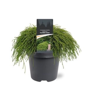 Chamaecyparis Filifera after pis.
(1 Plants/Order)(23cmP 40cmH)