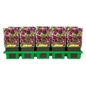Scabiosa Barocca' P11
(10 Plants/Order)(11cmP 25cmH)