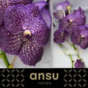 Vanda Sunanda Violetta Dark Vanda Violetta Dark
(16 Plants/Order)(cmP 20cmH)