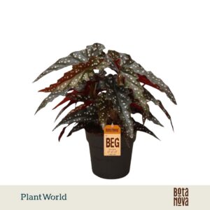 Begonia maculata Black Forest Forrest
(6 Plants/Order)(14cmP 30cmH)