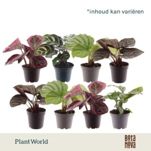 Calathea mix 7 cm
(16 Plants/Order)(7cmP 15cmH)