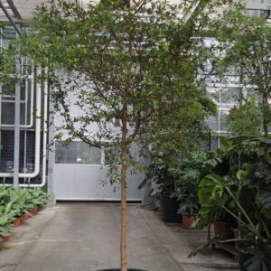 other plants Bucida buceras
(1 Plants/Order)(85cmP 400cmH)