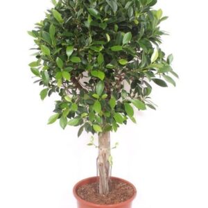 Ficus Nitida
(1 Plants/Order)(27cmP 120cmH)