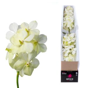 Vanda Tayanee White Vanda Tayanee White X5
(5 Plants/Order)(cmP 20cmH)