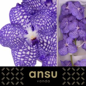 Vanda Kanchana China Blue Vanda Kanchana China Blue
(16 Plants/Order)(cmP 30cmH)
