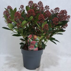 Skimmia japonica Rubella P23 50+ Flower
(1 Plants/Order)(23cmP 45cmH)