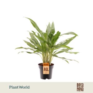 Aglaonema White Lance
(7 Plants/Order)(14cmP 50cmH)