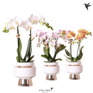 Phalaenopsis mixed 2 spike in Le Chic Pot silver
(6 Plants/Order)(9cmP 40cmH)