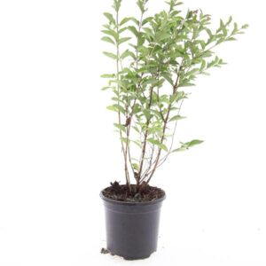 Symphoricarpos Magical Candy
(8 Plants/Order)(14cmP 10cmH)