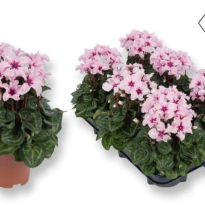 Cyclamen Illusia
(6 Plants/Order)(10.5cmP 25cmH)