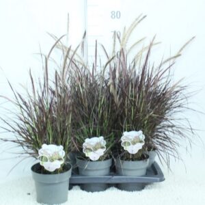 Pennisetum advena Rubrum x P17
(6 Plants/Order)(17cmP 75cmH)