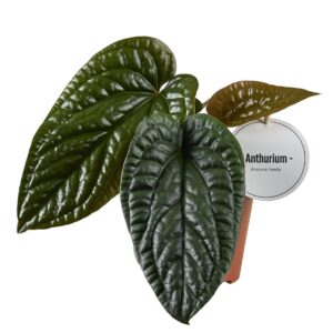 Anthurium Leaf Luxurians x Radicans
(8 Plants/Order)(12cmP 20cmH)