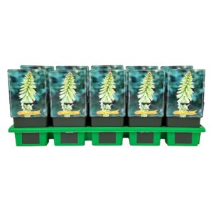 Kniphofia uvaria Pineapple Popsicle' P11
(10 Plants/Order)(11cmP 25cmH)
