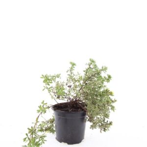 Potentilla Elizabeth f.
(8 Plants/Order)(14cmP 10cmH)