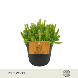 Cactus Hylocereus Undatus 10,5cm
(10 Plants/Order)(10.5cmP 15cmH)