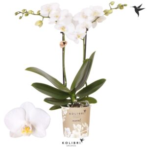 Phalaenopsis Multiflora Sweden 2 spike
(12 Plants/Order)(9cmP 40cmH)