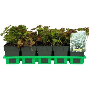 Geranium x cantabrigiense St. Ola' P11
(10 Plants/Order)(11cmP 25cmH)