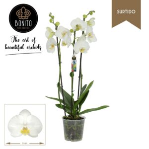 Phalaenopsis Nottingham Surtido 3-Tak
(10 Plants/Order)(12cmP 55cmH)