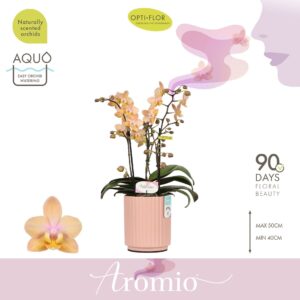 Phalaenopsis Multiflora Aromio Fresh 3 spike in Molise Salmon Aquo
(6 Plants/Order)(12cmP 35cmH)