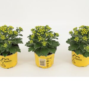 Ajania Silver and Gold pacifica
(12 Plants/Order)(10.5cmP 15cmH)