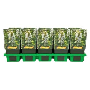 Ajuga Alba reptans P11
(10 Plants/Order)(11cmP 25cmH)