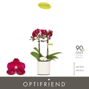 Phalaenopsis Multiflora Optifriend Lola 2 spike in Piemonte White
(6 Plants/Order)(7cmP 25cmH)