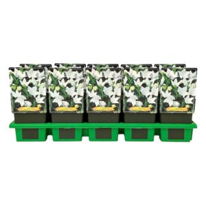 Platycodon grandiflorus Albus
(10 Plants/Order)(11cmP 25cmH)