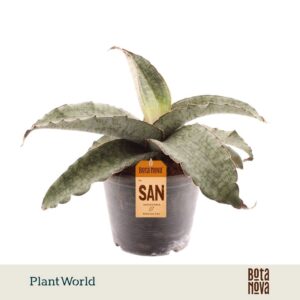 Sansevieria Silver Blue Kirkii
(2 Plants/Order)(19cmP 33cmH)