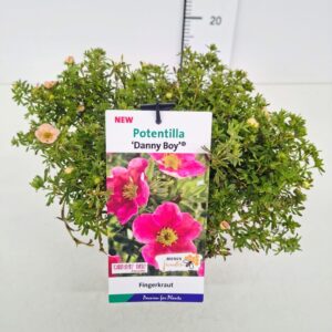Potentilla fruticosa Danny Boy' 25-30C3
(1 Plants/Order)(19cmP 45cmH)