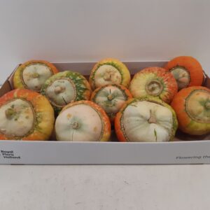 other Deco fruit Turk's Turban mix Mini Red Plant *10
(10 Plants/Order)(10cmP cmH)