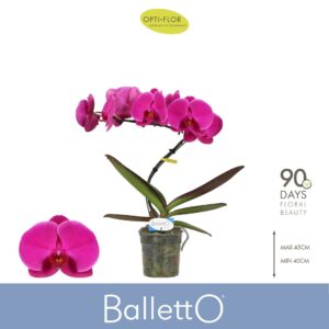 Phalaenopsis other purple more Balletto Pivot 1 spike
(3 Plants/Order)(12cmP 45cmH)