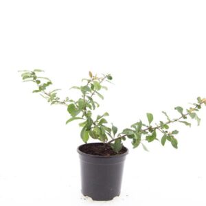 Chaenomeles x superba Crimson and Gold'
(8 Plants/Order)(14cmP 10cmH)