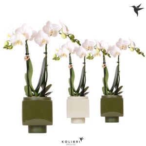 Phalaenopsis Multiflora white 2 spike in Cube Pot green
(6 Plants/Order)(9cmP 40cmH)