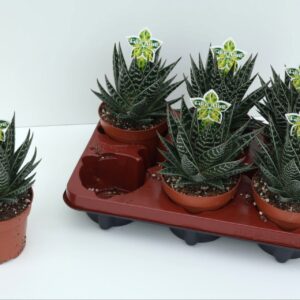Aloe Tiki Tahi Aloe Tiki Tahi XL P12
(6 Plants/Order)(12cmP 23cmH)