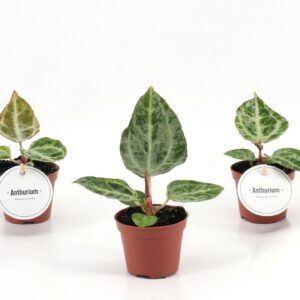 Anthurium Leaf Anthurium Silver Blush MINT
(12 Plants/Order)(6cmP 15cmH)
