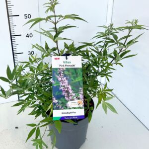 Vitex agnus-castus a.c. 'Pink Pinnacle' C5
(1 Plants/Order)(23cmP 60cmH)