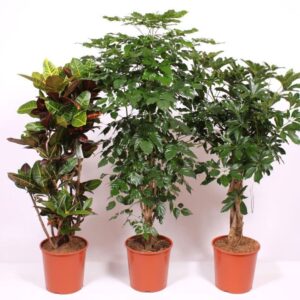 Indoor plants Mixkar 1425
(9 Plants/Order)(30cmP 150cmH)