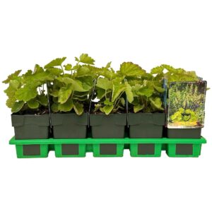 Heuchera sanguinea Villosa var. macrorrhiza P11
(10 Plants/Order)(11cmP 25cmH)