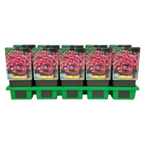 Aster Anneke Dumoses P11
(10 Plants/Order)(11cmP 25cmH)