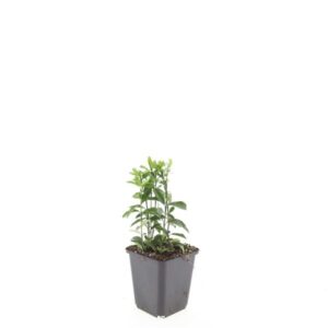 Euonymus japonicus Green Spire
(12 Plants/Order)(9cmP 5cmH)