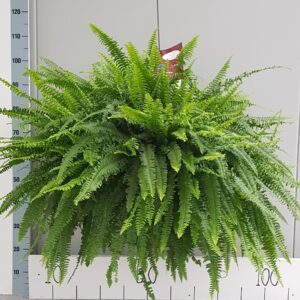 Nephrolepis Green Lady
(1 Plants/Order)(35cmP 80cmH)